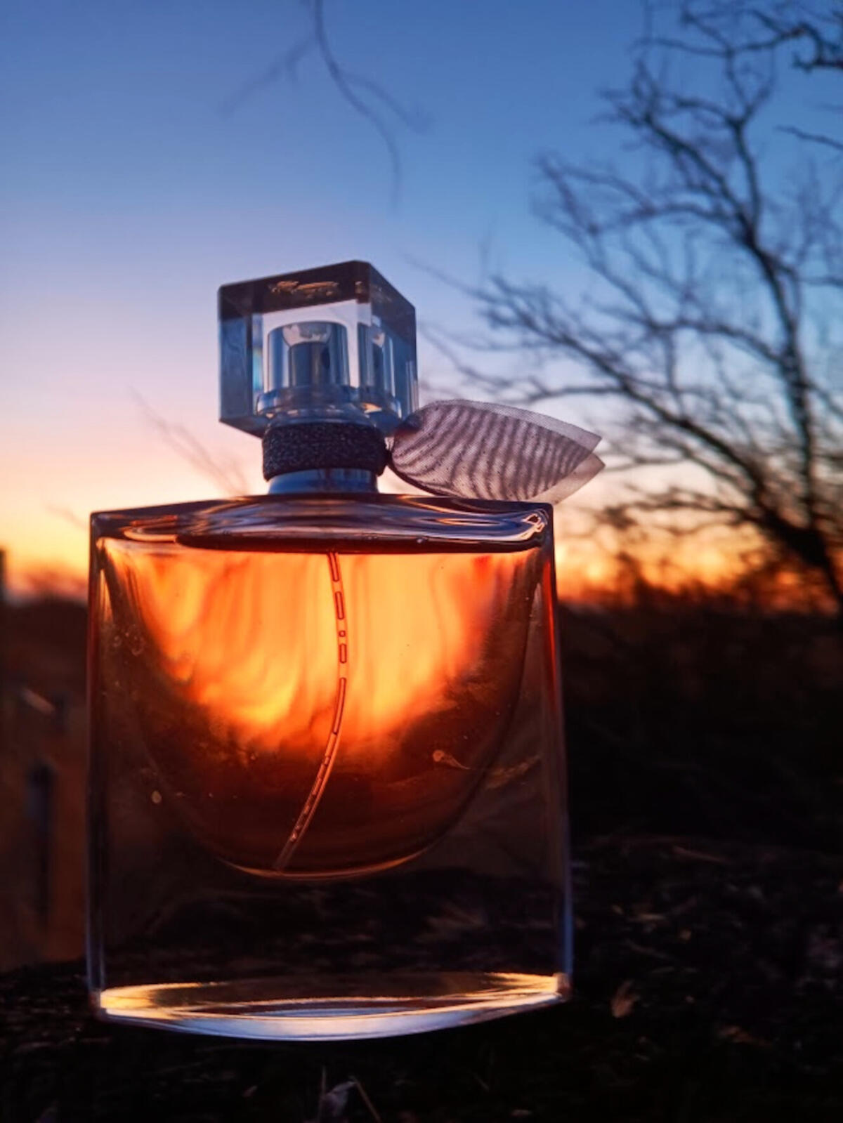 ✨ Trío – Bella Vida, Coco Mademoiselle L'Eau Privée & Good Girl 🏆